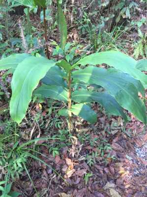 野生姜介绍（野生姜的药用功能）