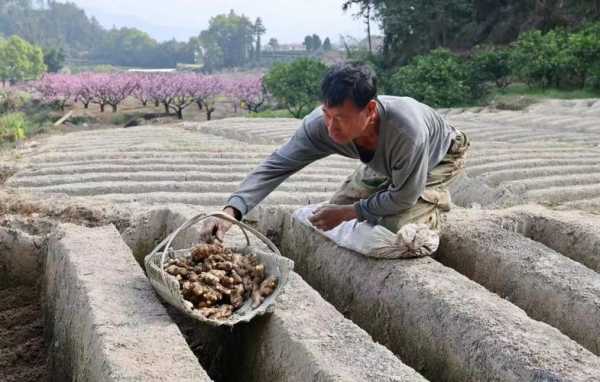 福安溪潭种植生姜合作社（福安溪潭种植生姜合作社地址）