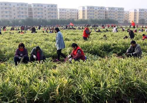 坝上种生姜（生姜种植园）-图3