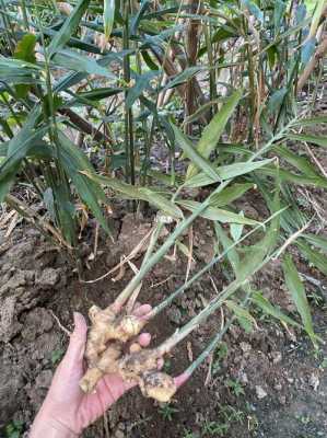 生姜的季节（生姜的生长季节）