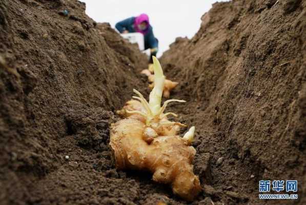 肉生姜种植（肉姜种植生长时间）-图2