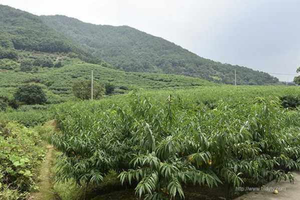 奉化生姜批发市场在哪里（奉化生姜批发市场在哪里进货）-图3