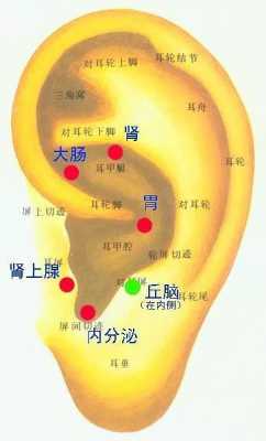 耳朵后面放生姜（耳朵后面可以艾灸吗?）