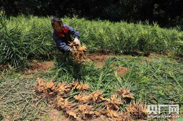 果林下种植生姜（果林下种植生姜好不好）