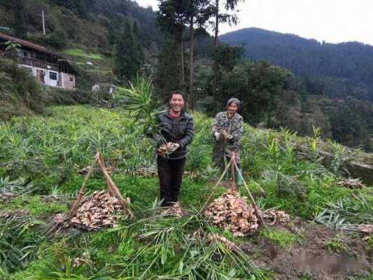 怎样种地生姜（怎样种地生姜视频）-图2