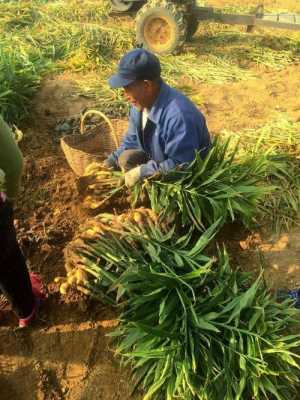 怎样种地生姜（怎样种地生姜视频）-图1