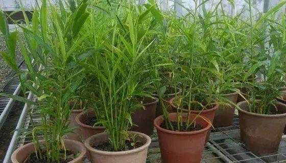 阳台种植生姜技巧（阳台种植生姜技巧和方法）-图2