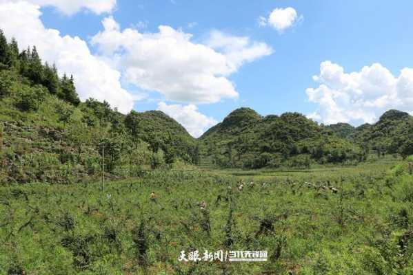 化屋村生姜种植情况（化屋村历史）-图1