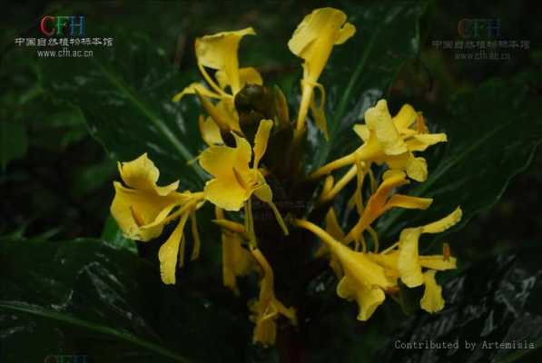 黄花和生姜（黄花姜科植物图片）