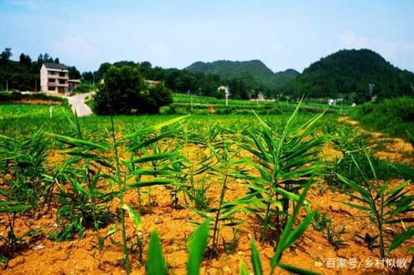 生姜五月份能除草吗（生姜五月份能除草吗视频）-图2