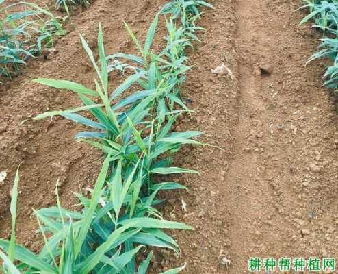 生姜五月份能除草吗（生姜五月份能除草吗视频）-图3