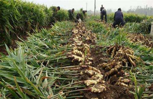 安徽省生姜种植时间与方法（安徽大姜种植面积）