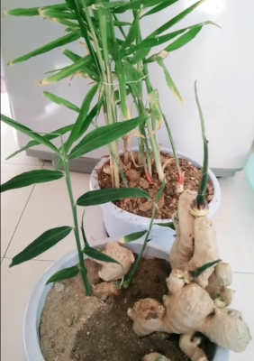 生姜盆景如何种植和管理（生姜盆景有哪些制作流程）