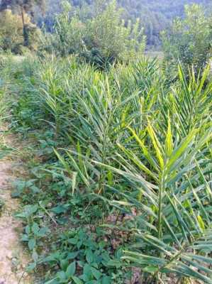 明年种植生姜（今年种生姜）-图3