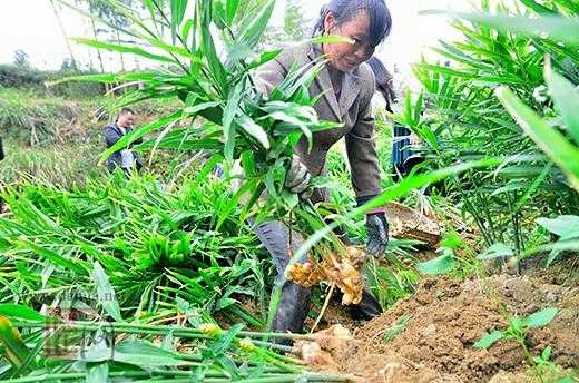 生姜封沟时间（生姜种植开沟多深为宜）-图1