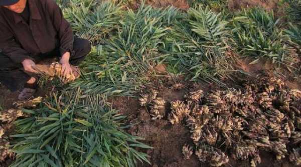 种植生姜怎么种种植生姜（怎么种植生姜?生姜种植方法介绍）-图2