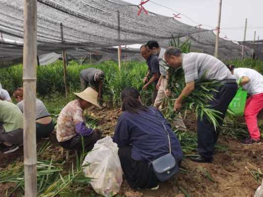 铜陵生姜采摘（铜陵生姜采摘基地）-图2