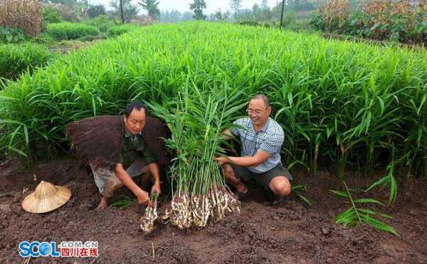 犍为老生姜（犍为县生姜种植协会）-图3