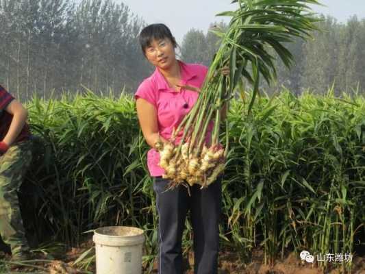 昌邑种植生姜（昌邑种姜挣钱吗）