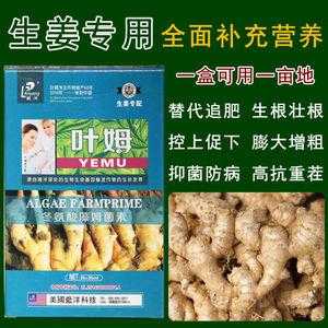 新型水溶肥生姜（姜的肥料）-图2