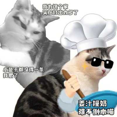 生姜粉对小猫有危害吗（可以给猫咪喝姜煮的水吗）-图3