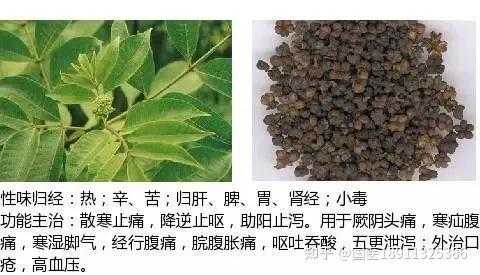 当归吴茱萸生姜治什么病（吴茱萸配当归）-图3