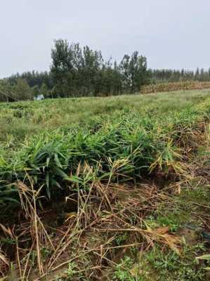 莒县生姜种植乡镇（莒县大姜种植面积）-图2