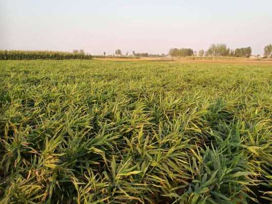 河南信阳生姜种植基地（河南生姜种植基地电话）-图1