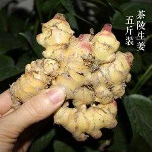 茶陵生姜的故事（茶陵生姜的故事简介）-图2