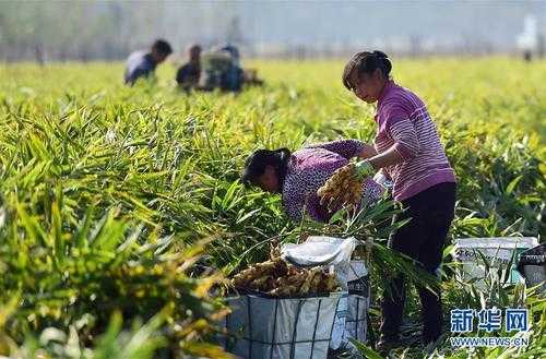 北戴河生姜收购（河北行唐生姜收购价）-图2