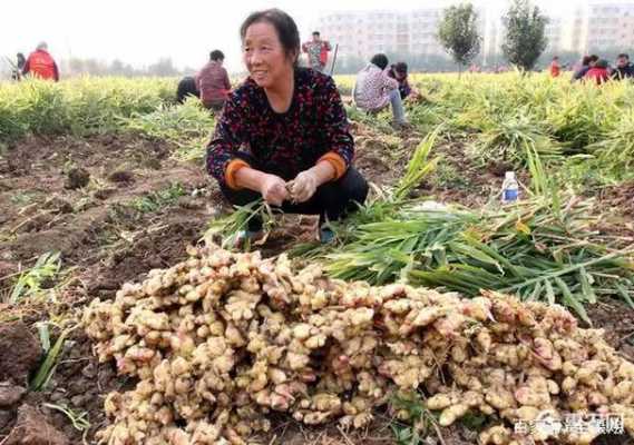 北戴河生姜收购（河北行唐生姜收购价）-图3