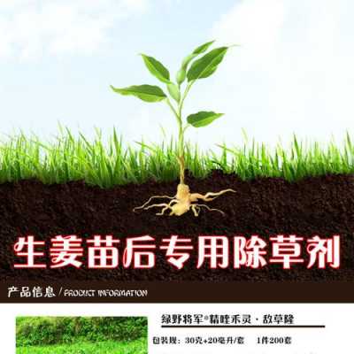 种生姜除草剂哪种好（种生姜除草剂哪种好用）-图2