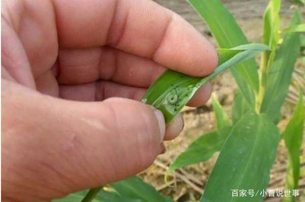 缅甸生姜病虫害（生姜种植病虫害防治）-图3