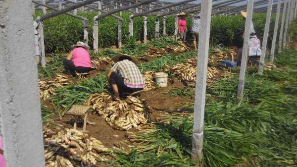 生姜化工（生姜工厂化种植）