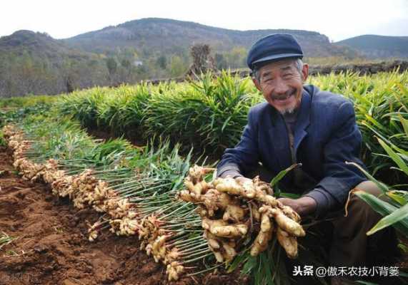 反季节生姜栽培技术（反季节生姜栽培技术要点）