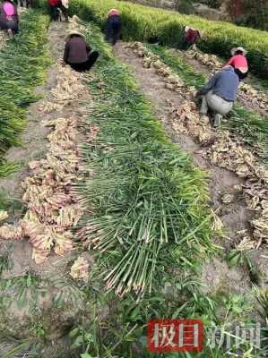 王家生姜种植基地（生姜基地在哪里）-图3