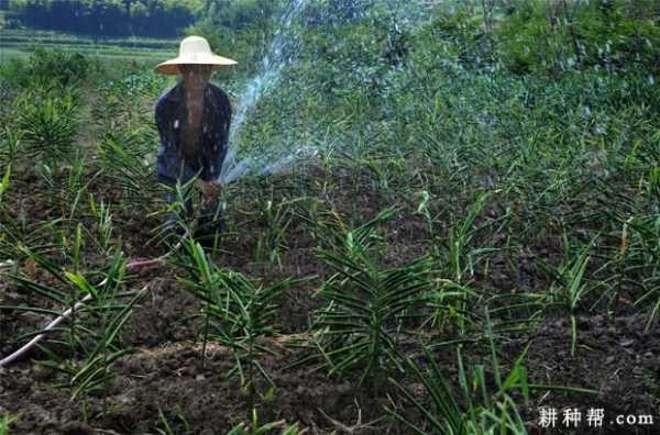 生姜几点浇水最佳（浇姜下午啥时候能浇）-图2