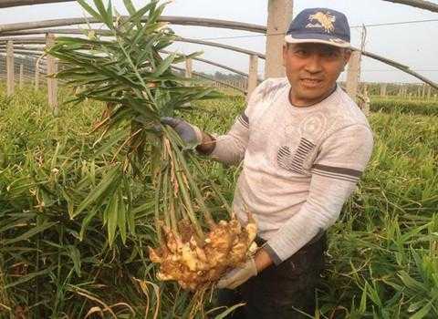 种植生姜用啥做底肥好呢（生姜底肥该施些什么肥料）-图3