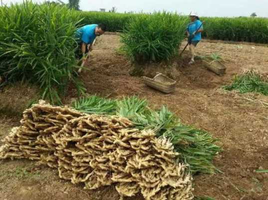 南方生姜换茬种什么好（南方种植生姜需要遮阳吗）-图2