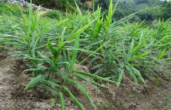 种生姜如何管理生姜生长全过程（生姜的种植管理办法）