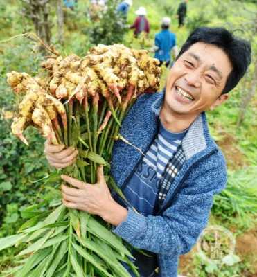 重庆泡生姜（重庆生姜生产基地在哪里）-图1