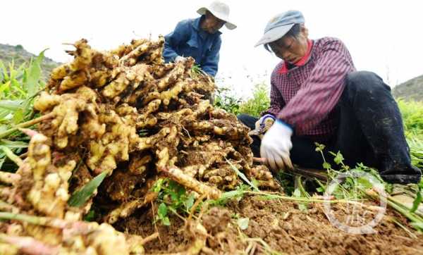 重庆泡生姜（重庆生姜生产基地在哪里）-图3