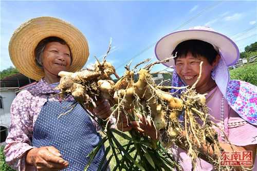 脱贫生姜记者（新闻脱贫致富）-图2