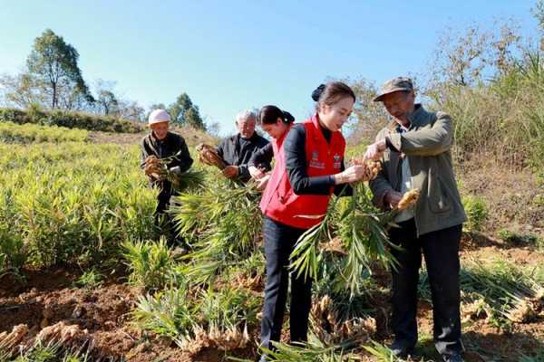 脱贫生姜记者（新闻脱贫致富）-图1