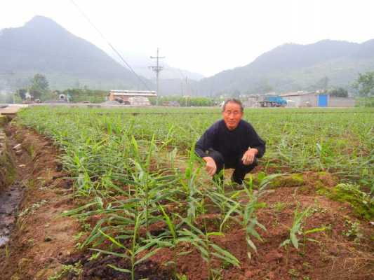 生姜产业研究方向（生姜产业研究方向是什么）-图2