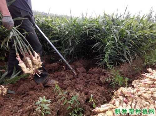 生姜含量测定计算公式原理（生姜的含水量是多少）