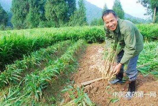 乐业生姜地（生姜地膜高产栽培技术）-图1