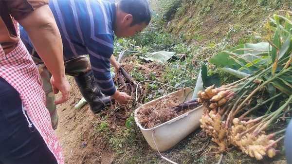 生姜窝窝头小说（窝窝姜的种植技术）-图2