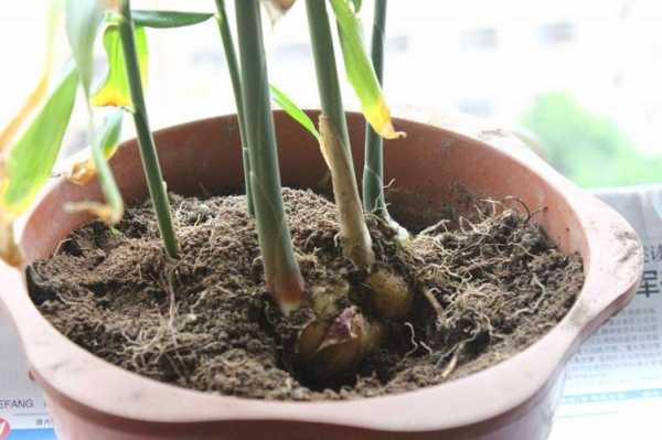 生姜在家花盆种植（生姜用花盆怎样培植）-图2