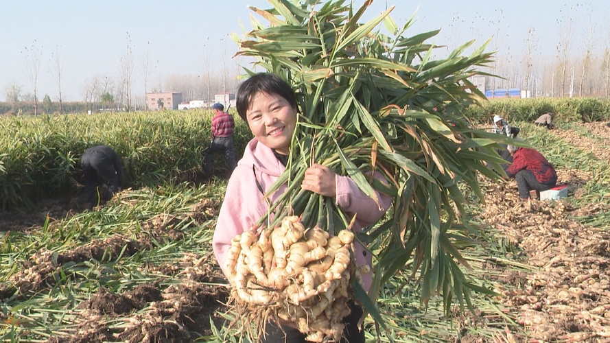 嵩县生姜（上蔡县生姜种植合作社）